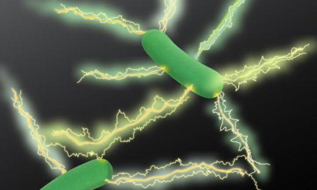 Microbiólogos hacen gran avance en el desarrollo de electrónica “verde”