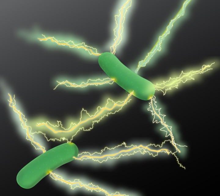 Microbiólogos hacen gran avance en el desarrollo de electrónica “verde”